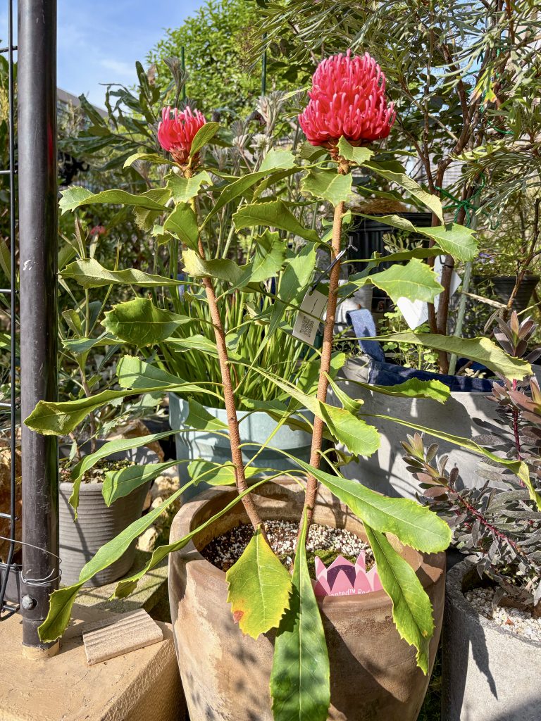 テロペア エンチャンテッドレッド　7号 原種の力強さは健在！テロペア新品種『エンチャンテッドレッド』の特徴